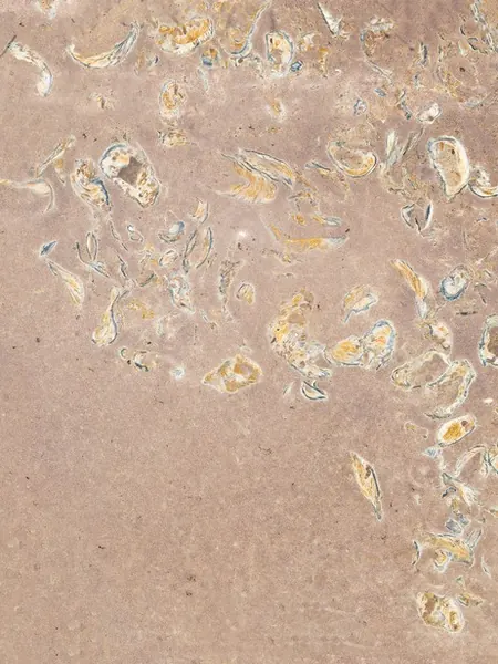 Arenisca Santafiora Ostrea