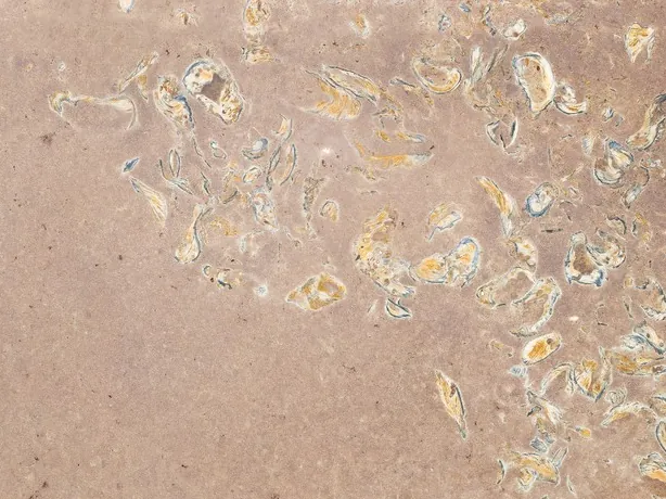 Detalle de la Arenisca Santafiora Ostrea: conchas fósiles amarillas y blancas sobre el fondo rosado mate
