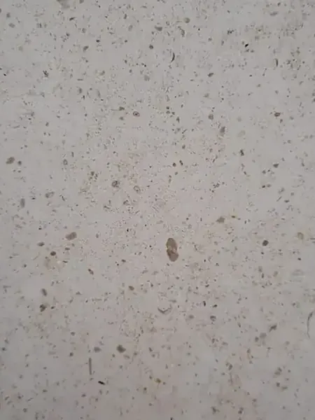 Mármol Bianco Martel