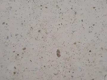 Detalle del Mármol Bianco Martel: puntos oscuros y poros sobre el gris claro