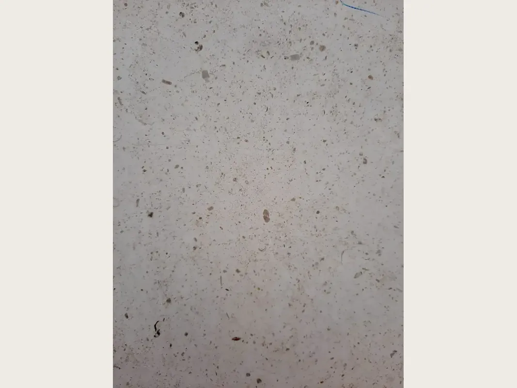 Placa de mármol gris Bianco Martel: gris claro liso con muchos puntos oscuros pequeños repartidos