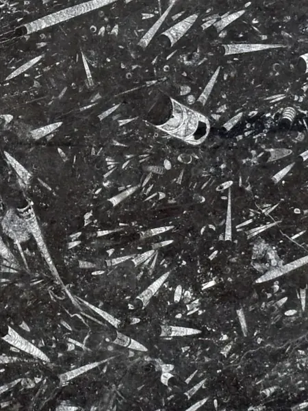 Mármol Fossil Black