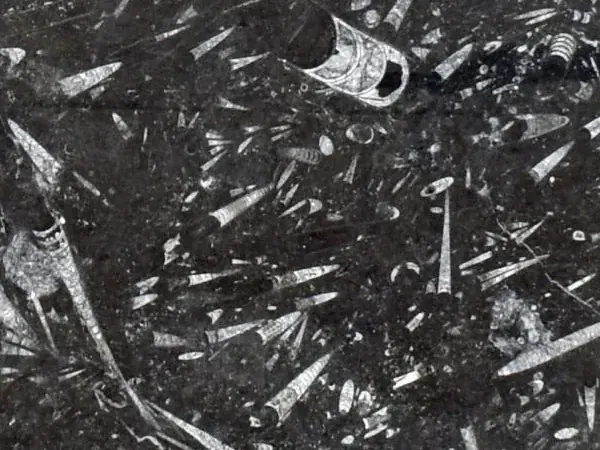 Placa de Mármol Fossil Black: fondo negro con fósiles alargados densos en gris claro