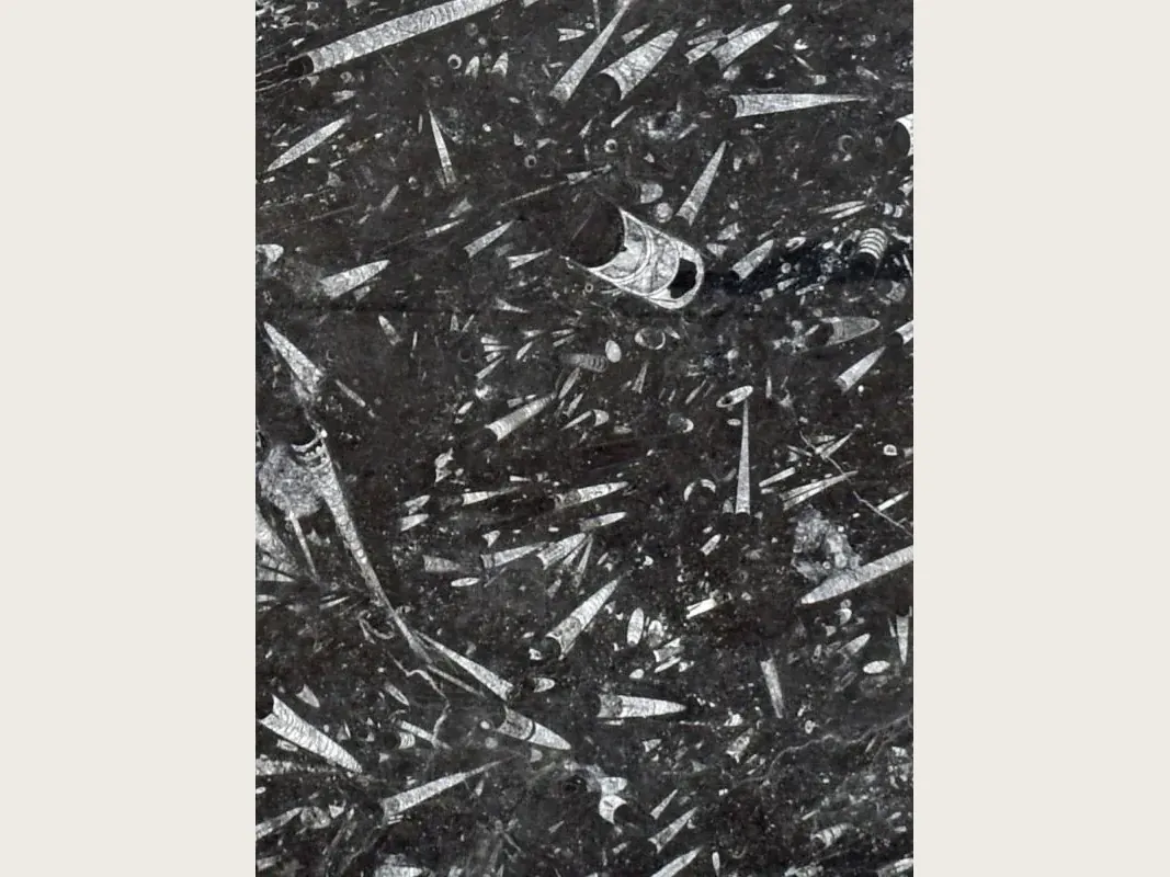 Placa de mármol negro Fossil Black: fondo negro con fósiles alargados densos en gris claro