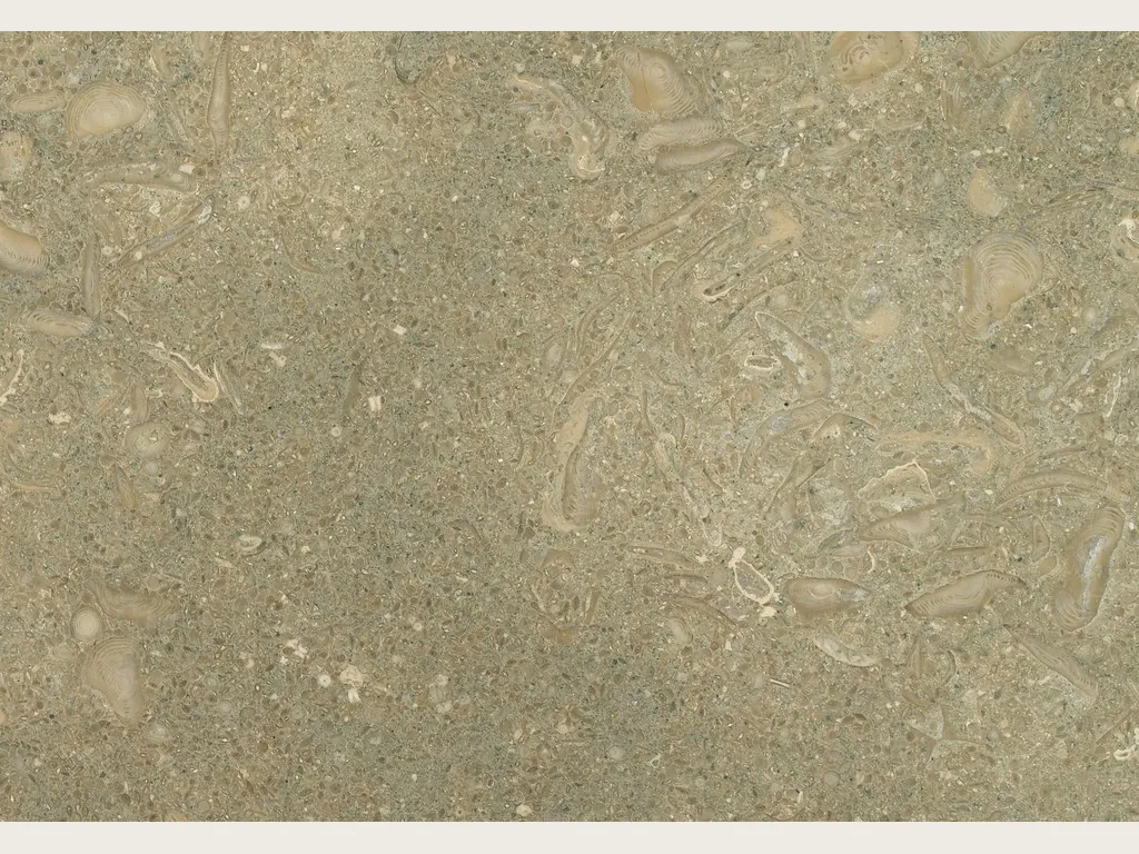 Placa de mármol verde Fossil Green: verde oliva moteado con siluetas de conchas fósiles en beige claro