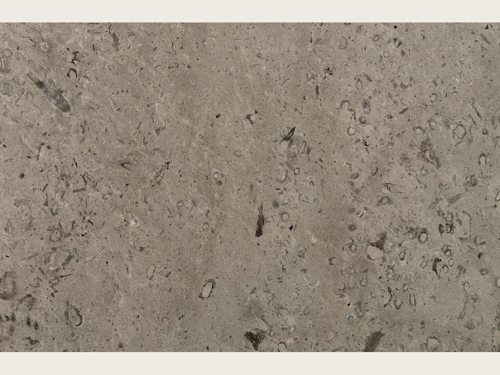 Placa de mármol gris Lipica Fiorito: fondo gris beige con pequeños fósiles y motas oscuras repartidos