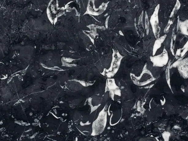 Detalle del Negro Boreale: el recorte blanco de las conchas sobre el fondo azulado