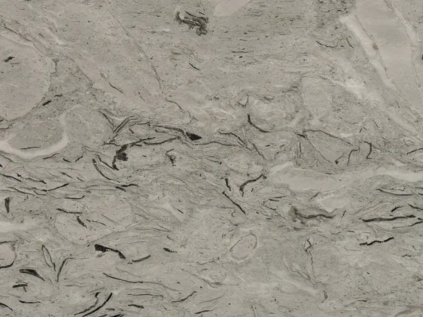 Detalle del Mármol Repen: fósiles negros curvos sobre el fondo gris claro