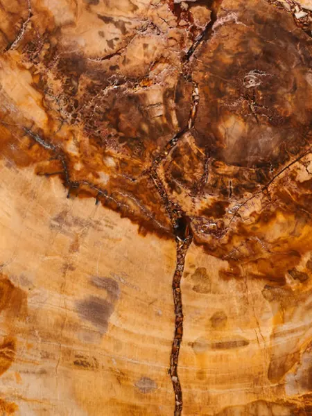 Madera Petrificada Marrón
