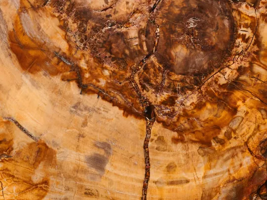 Detalle de la Madera Petrificada Marrón: anillos concéntricos y grietas finas en el corte pulido