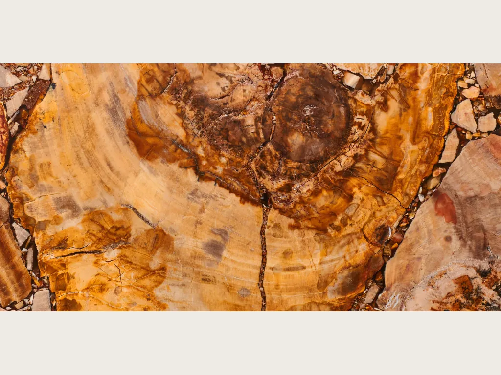 Placa de Madera Petrificada Marrón: corte de tronco con anillos ocre y naranja y centro marrón oscuro