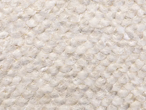 Detalle del Nácar de Concha Capiz: escamas de nácar blanco crema en mosaico